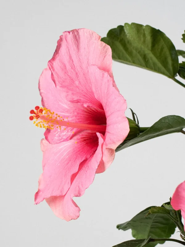 Hibiscus (Hibiscus rosa-sinensis) - Imagen 3