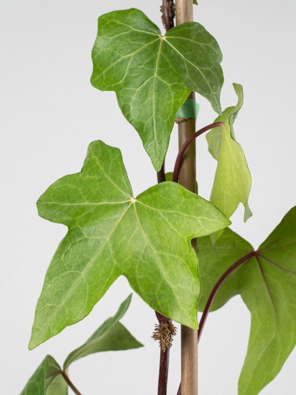 Comprar Hiedra Hiedra común verde (Hedera helix) - Imagen 3
