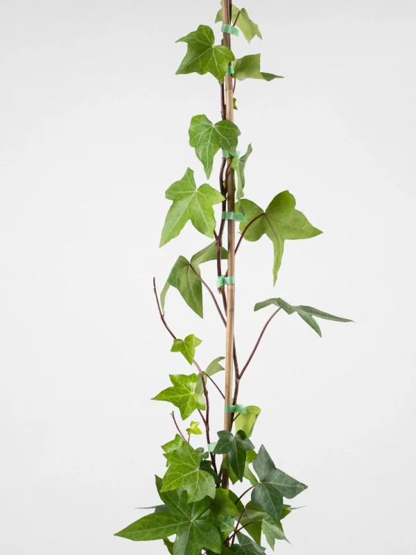 Comprar Hiedra helix envio a domicilio Hiedra común verde (Hedera helix) - Imagen 2