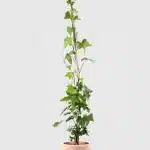 Hiedra común verde (Hedera helix)