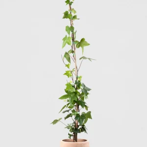 Hiedra común verde (Hedera helix)