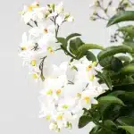 Falso jazmín con tutor (Solanum jasminoides)