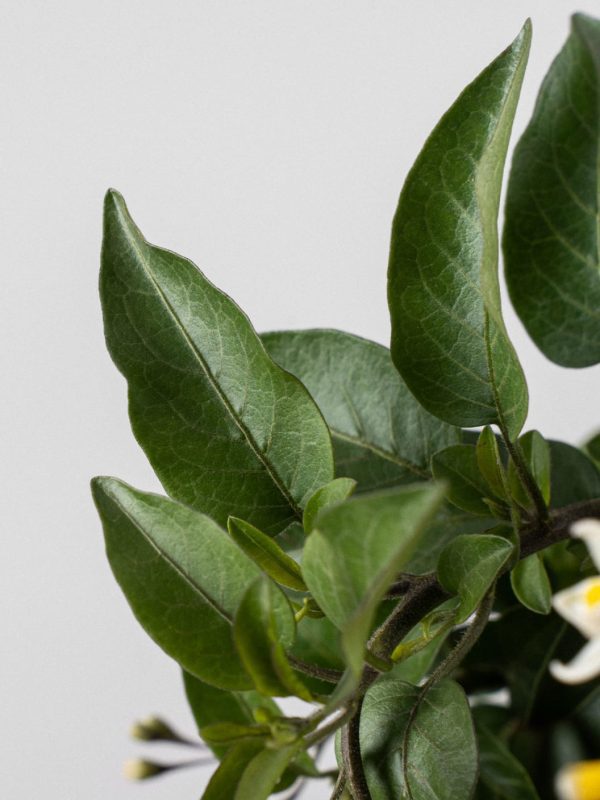 Falso jazmín con tutor (Solanum jasminoides) - Imagen 3