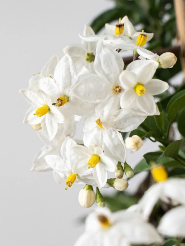 Falso jazmín con tutor (Solanum jasminoides) - Imagen 2