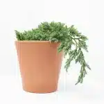 Juniperus horizontalis 'Andorra'