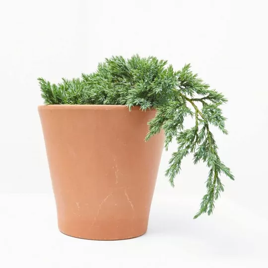 Comprar Juniperus horizontalis envio a domicilio Juniperus horizontalis 'Andorra'