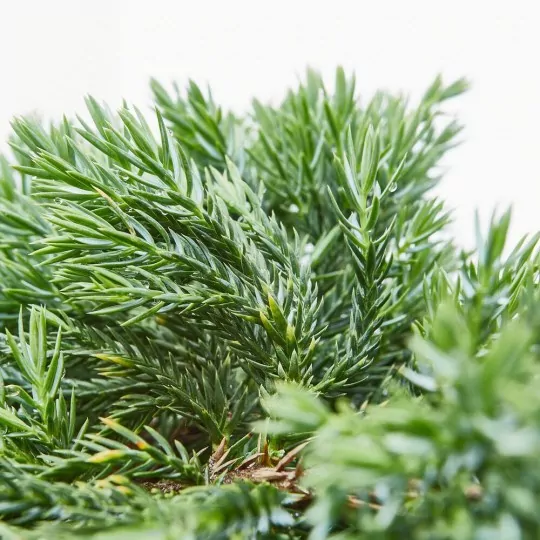 Comprar Juniperus horizontalis online Juniperus horizontalis 'Andorra' - Imagen 2