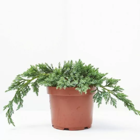 Comprar Juniperus horizontalis Juniperus horizontalis 'Andorra' - Imagen 3