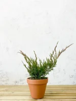 Juniperus media 'Mint Julep'