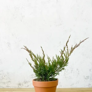 Juniperus media 'Mint Julep'