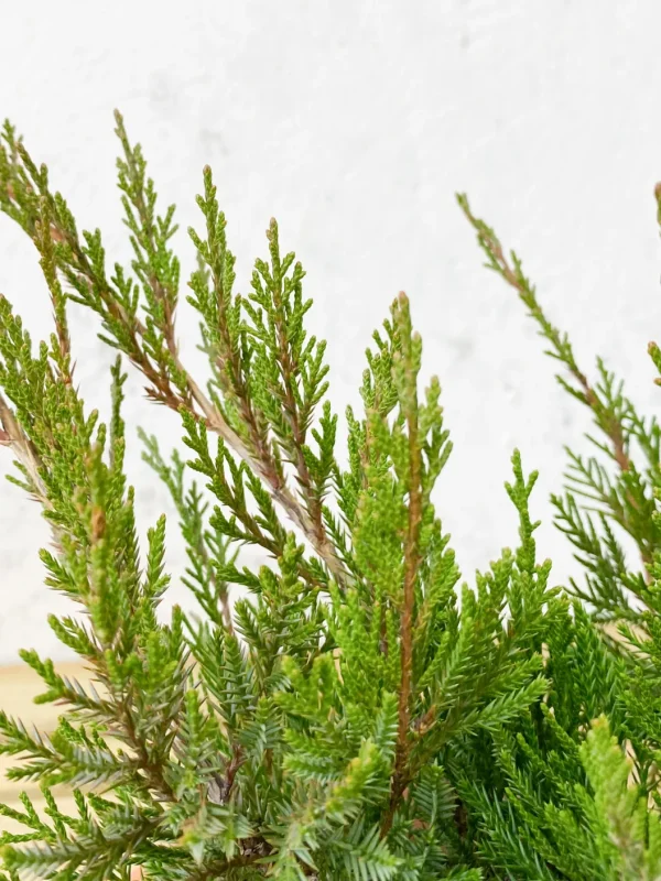Comprar Juniperus o mint julep online Juniperus media 'Mint Julep' - Imagen 2