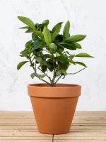 Lima persa (Citrus latifolia)