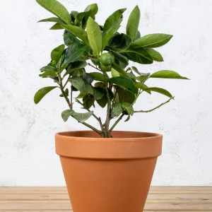 Lima persa (Citrus latifolia)