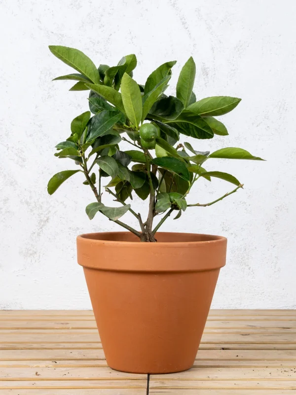 Lima persa (Citrus latifolia)