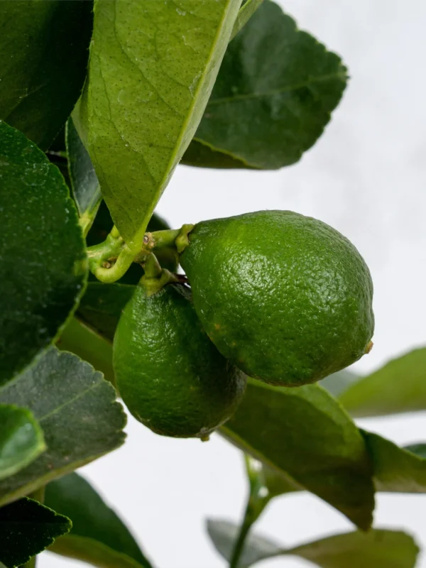 Lima persa (Citrus latifolia) - Imagen 2
