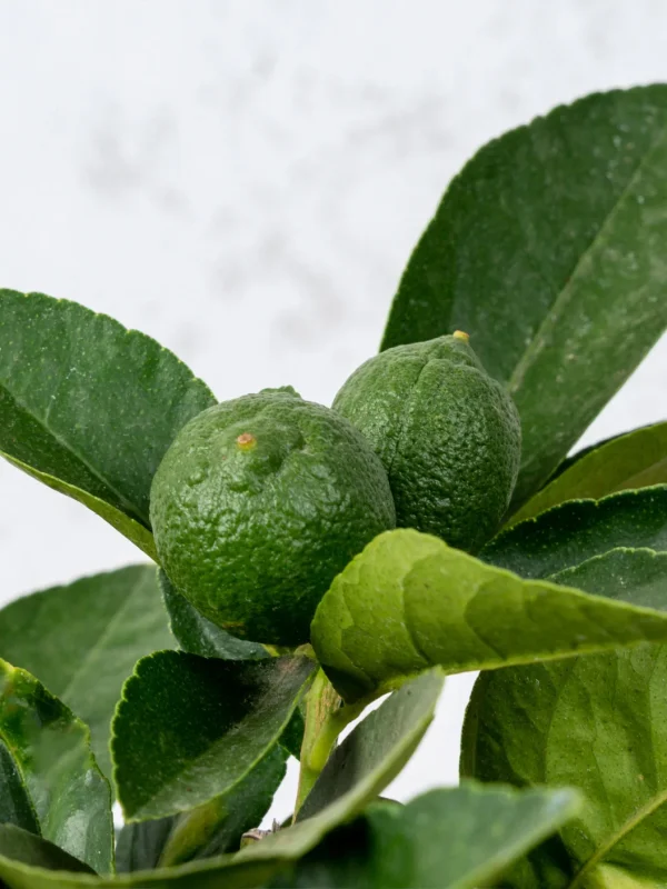 Lima persa (Citrus latifolia) - Imagen 3