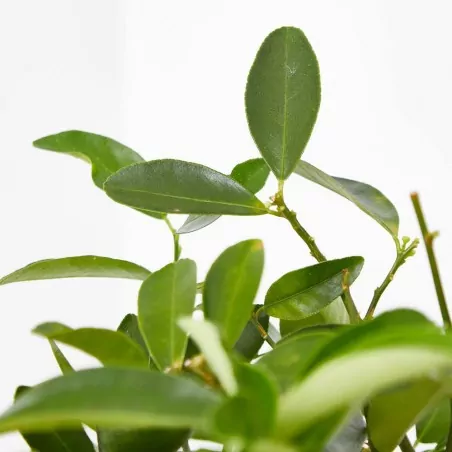 Comprar Limequat Citrus × floridana en copa barato Limequat (Citrus × floridana) - Imagen 2
