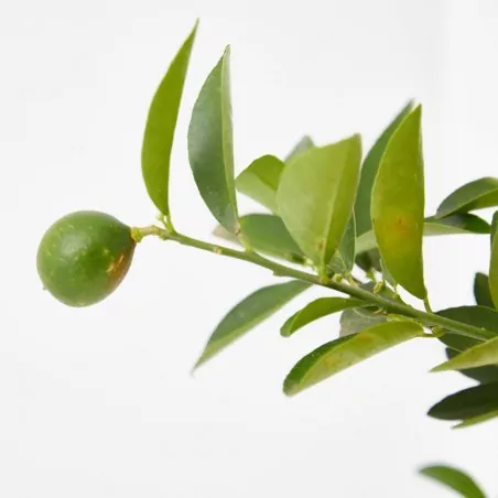 Comprar Limequat Citrus × floridana en copa envio a domicilio Limequat (Citrus × floridana) - Imagen 4