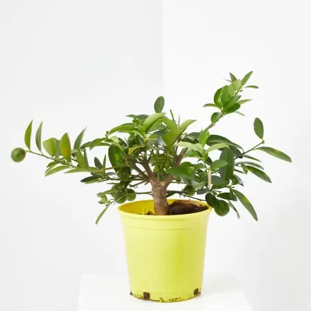 Comprar Limequat Citrus × floridana en copa online Limequat (Citrus × floridana) - Imagen 3