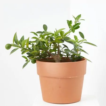 Comprar Limequat Citrus × floridana en copa Limequat (Citrus × floridana)