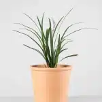 Liriope de la frontera (Liriope muscari)