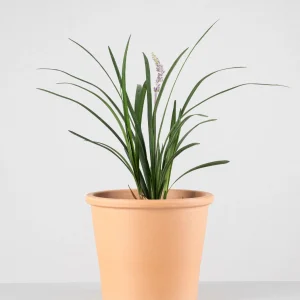 Liriope de la frontera (Liriope muscari)