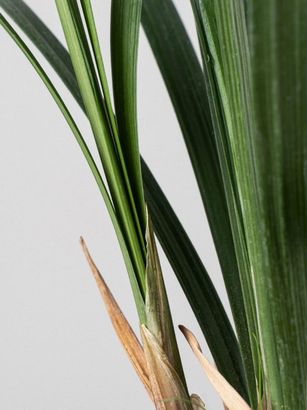 Comprar Liriope de la frontera envio a domicilio Liriope de la frontera (Liriope muscari) - Imagen 2