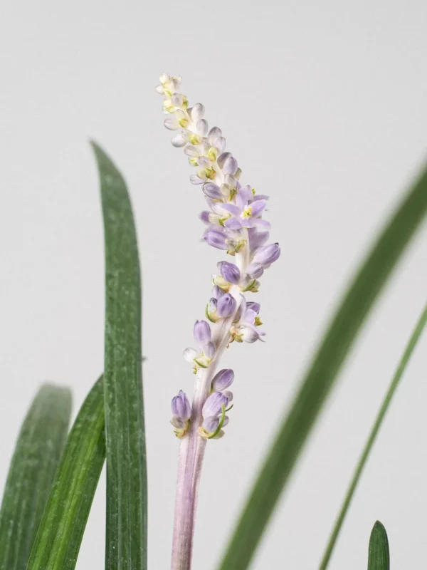 Comprar Liriope de la frontera online Liriope de la frontera (Liriope muscari) - Imagen 3