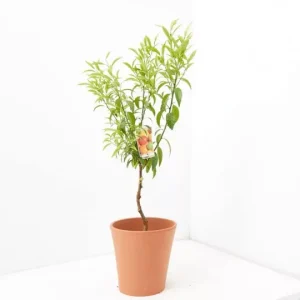Mandarino en copa (Citrus reticulata)