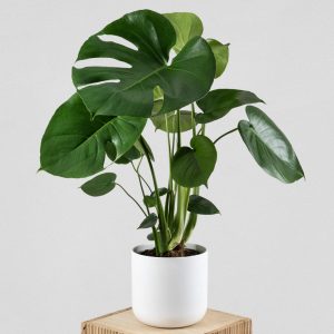 Monstera minima (Rhaphidophora tetrasperma)