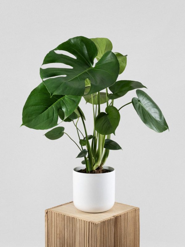 Comprar Monstera minima