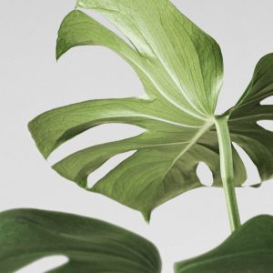 Comprar Monstera minima envio a domicilio