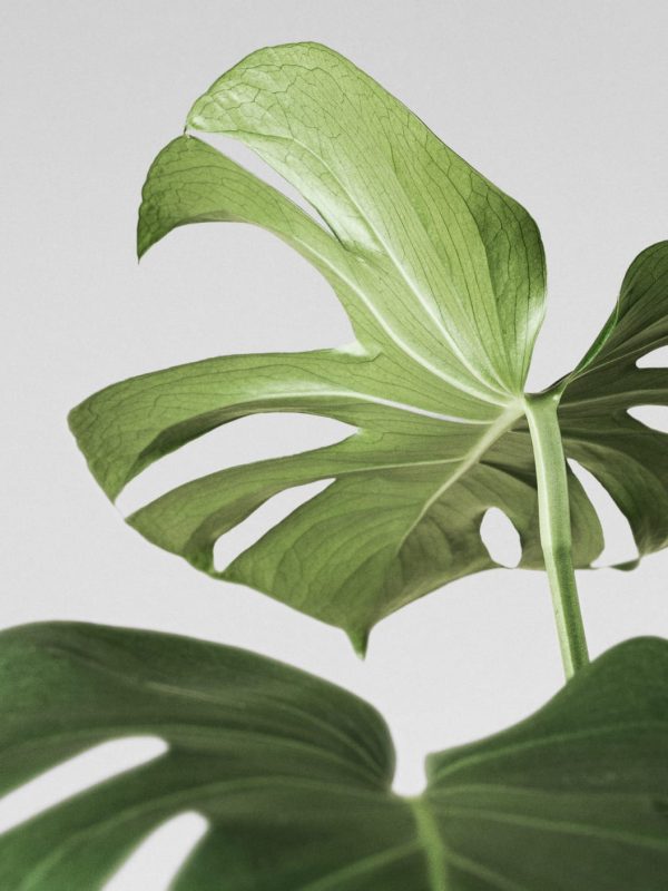 Comprar Monstera minima envio a domicilio Monstera minima (Rhaphidophora tetrasperma) - Imagen 2