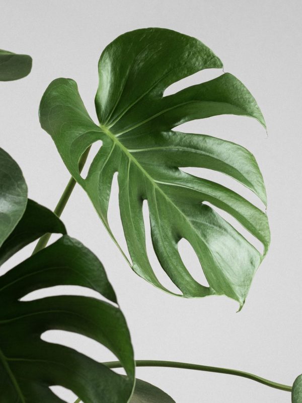 Comprar Monstera minima online Monstera minima (Rhaphidophora tetrasperma) - Imagen 3