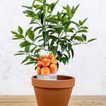 Naranjo dulce (Citrus sinensis)