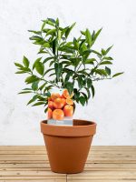 Naranjo dulce (Citrus sinensis)