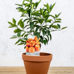 Naranjo dulce (Citrus sinensis)