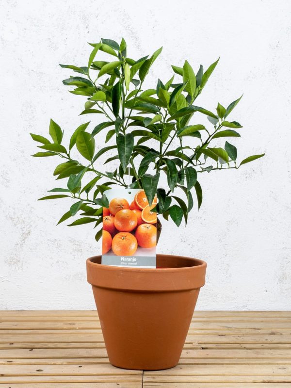 Naranjo dulce (Citrus sinensis)