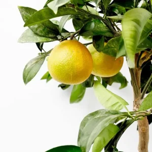 Naranjo dulce en copa (Citrus sinensis)