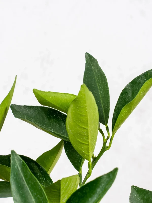 Naranjo dulce en copa (Citrus sinensis) - Imagen 2
