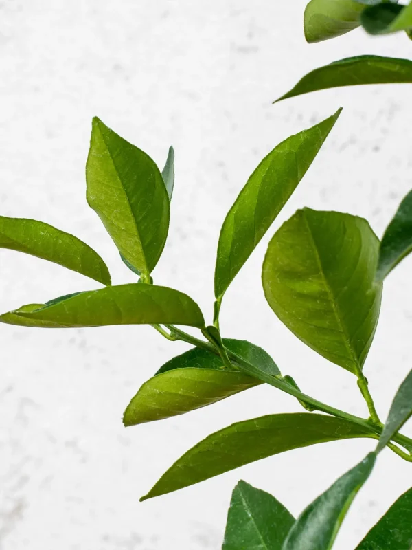 Naranjo dulce (Citrus sinensis) - Imagen 4