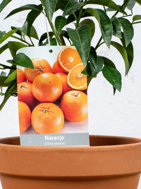 Naranjo dulce (Citrus sinensis) - Imagen 5