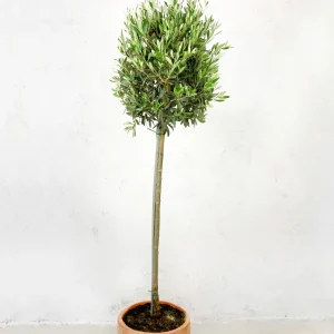 Olivo (Olea europaea)
