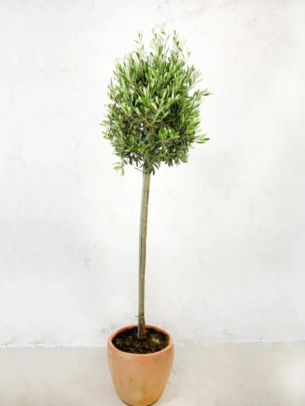 Comprar Olivo Olea europaea