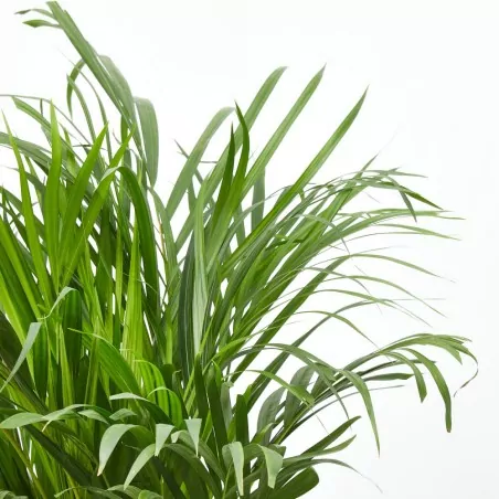 Comprar Palmera Areca envio a domicilio Palmera Areca (Dypsis lutescens) - Imagen 2