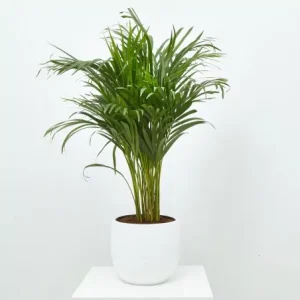 Palmera Areca (Dypsis lutescens)