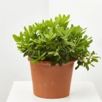 Pittosporo enano (Pittosporum tobira nana)