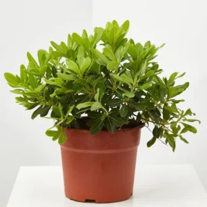 Comprar Pittosporo enano o Pittosporum tobira nana envio a domicilio