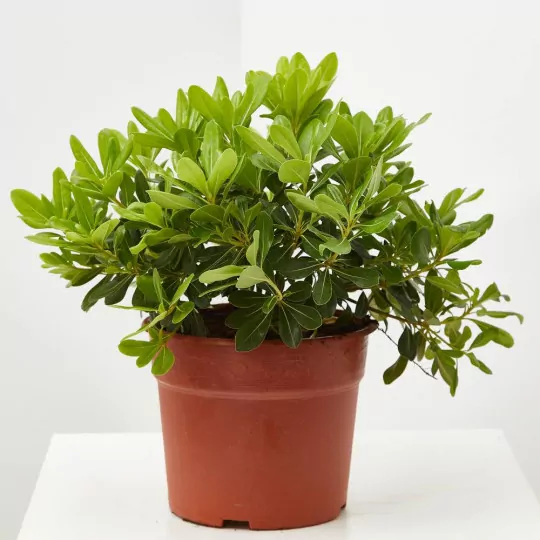 Comprar Pittosporo enano o Pittosporum tobira nana envio a domicilio Pittosporo enano (Pittosporum tobira nana) - Imagen 2