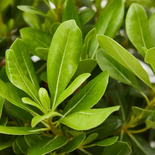 Comprar Pittosporo enano o Pittosporum tobira nana online Pittosporo enano (Pittosporum tobira nana) - Imagen 3